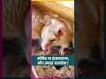 Coronavirus से ज्यादा खतरनाक है Hantavirus? क्या फिर से लॉकडाउन लगवाएगा? #shorts