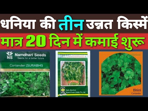 धनिया की उन्नत किस्में | hybrid dhaniya seeds | hybrid dhaniya ka beej | coriander seed varieties