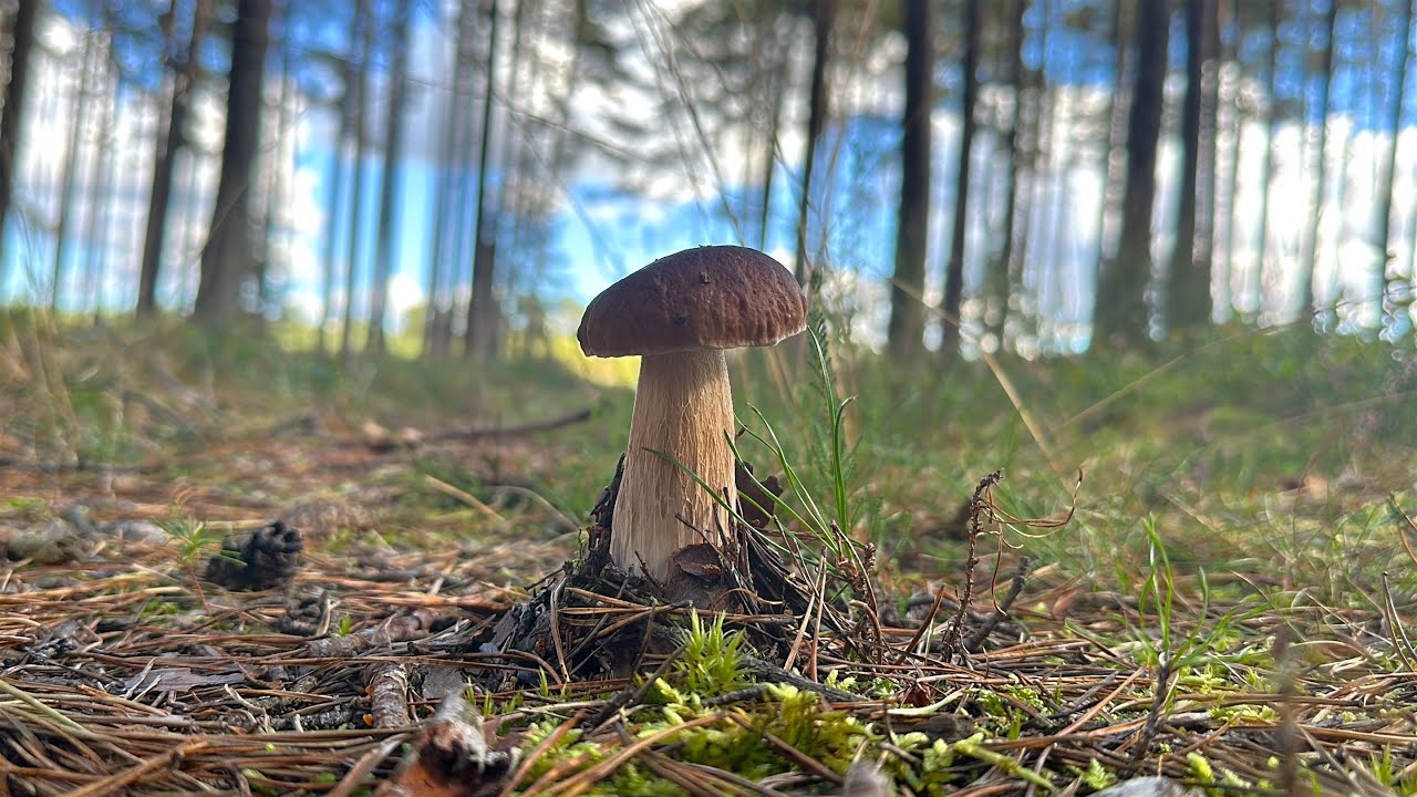 Zimna Puszcza nie odpuszcza i skarbami z leśnej ściółki wita