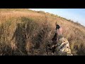 Охота на утку с дратхааром. Осень 2020 года