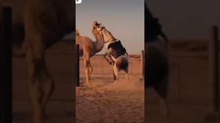 Horse and camel ka pyar ️#horse #camel #love #trending #vairalvideo #youtubeshorts