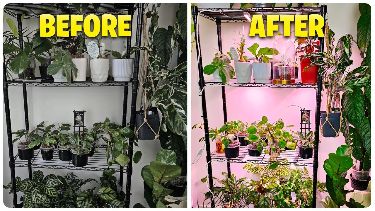 Installing Barrina Grow Lights on My Plant Shelf For Max Growth