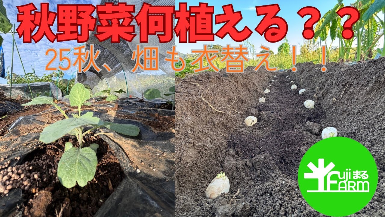 【公開】秋野菜の栽培始めました