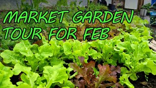 AMAZING Polytunnel Growth in Feb | Market Farming UK