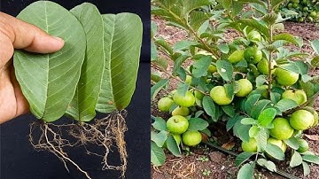 How to grow guava trees from guava leaves - With 100% Success