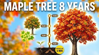 INSANE 8-Year Maple Tree Timelapse - All Seasons in 4 Minutes!