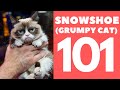 Snowshoe Cat 101 : Breed & Personality の動画、YouTube動画。