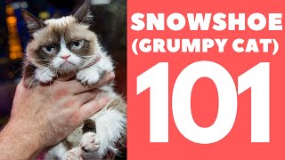 Snowshoe Cat 101 : Breed & Personality