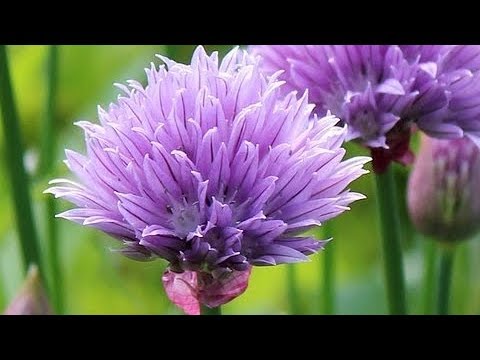 Video: Chives Çimenlere Yayılıyor - Yataklardan Kurtulan Chives'ten Nasıl Kurtulursunuz