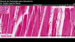 Manual De Laboratorio C11 Act1 Músculo Esquelético