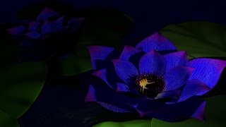Modeling and Texture Painting a Lotus Flower using  Blender 3D and GIMP Software