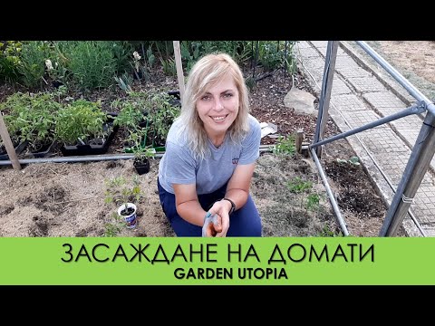 Видео: Кога трябва да засадя домати - подходящо време за засаждане на домати