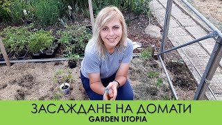 Засаждане на домати | Подготовка на почвата, грижи, поливане, борба с болести и вредители