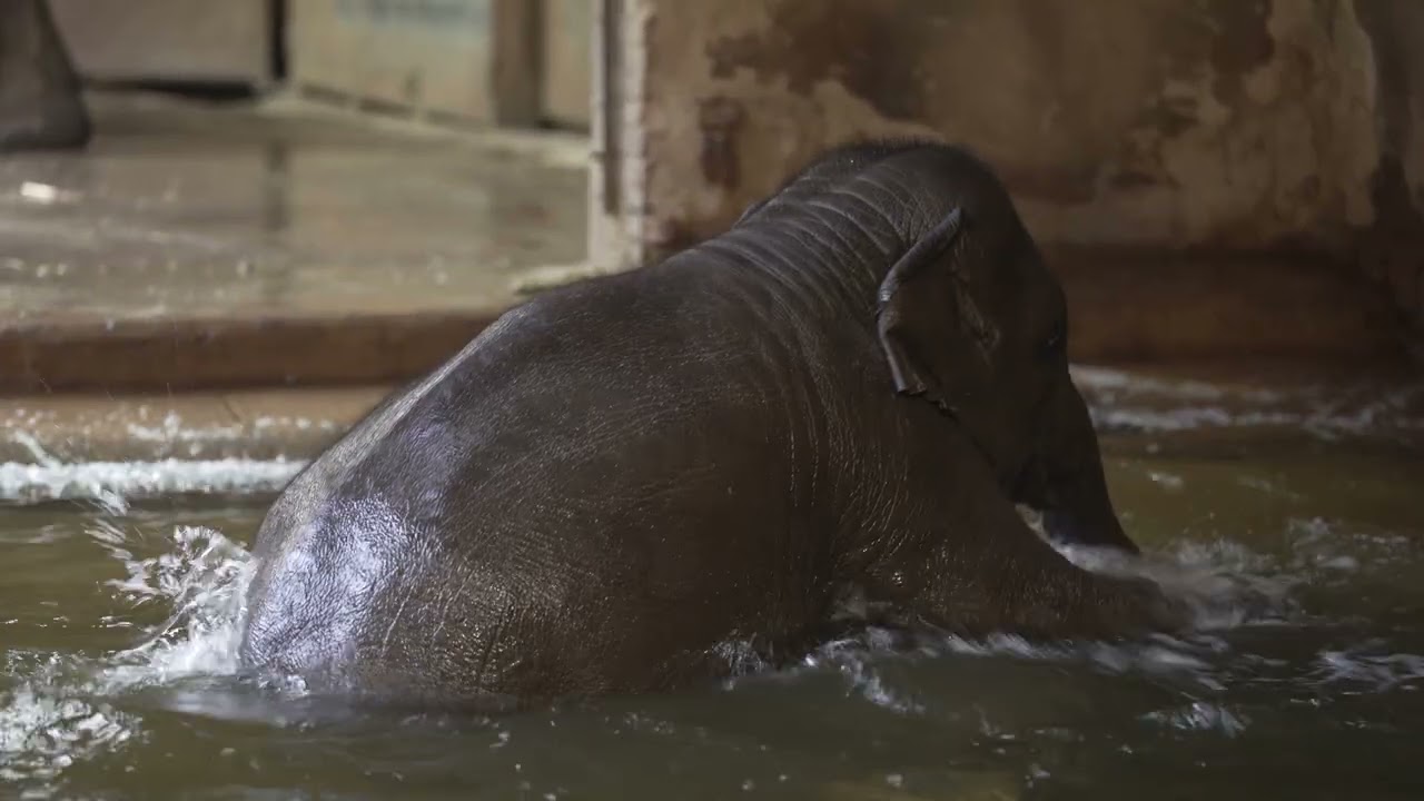 Elephant baby group swimming, no apples,no moderation,Zoo Videos Leipzig