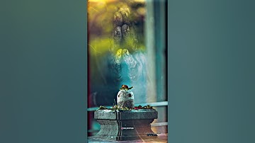 Mahadev Status ! Bholenath Status ! Mahakal Status ! #dr_status #shorts #mahadev #bholenath