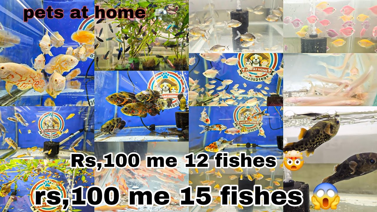 Pets at home | Sunday fishes offer | cat litter & food all accessories 