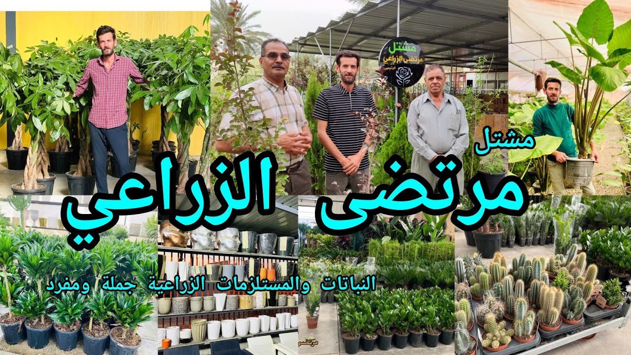 مشتل مرتضى الزراعي الرئيسي العراق 🇮🇶 بابل جولة زراعية مشتل يبيع جملة ومفرد بأسعار مناسبة