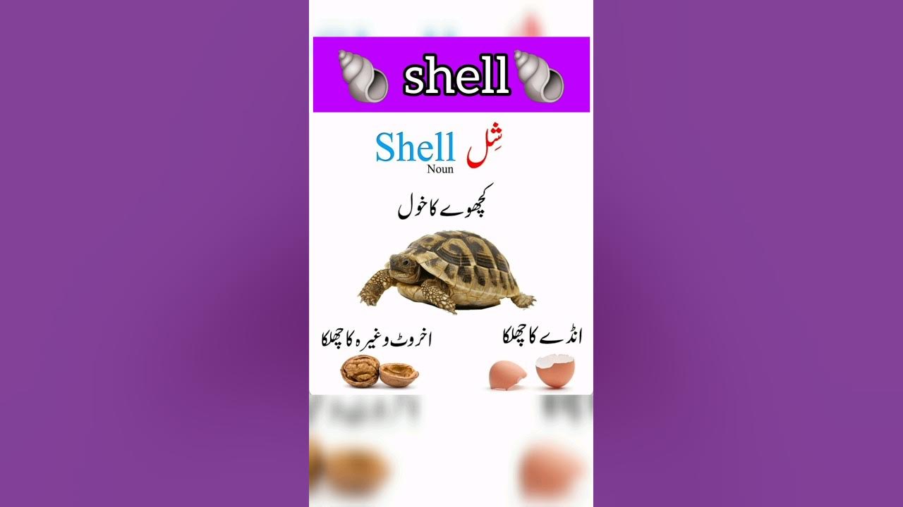 shell-meaning-in-urdu-englishliterature-youtubeshorts