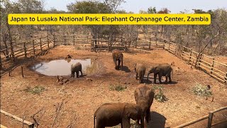 Japan to Zambia | Lusaka National Park Safari | Elephant Orphanage Center| Part I