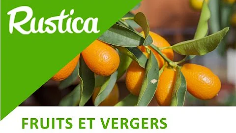 Quand le kumquat fleuri ?