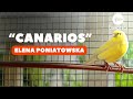 Canarios de elena poniatowska  cuento completo audiocuentoaudiolibro  lectura  voz humana