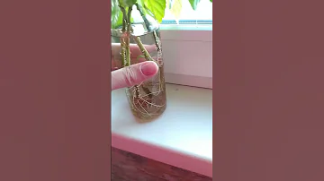 Я нашла лучший способ укоренение Гибискус