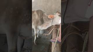 cow##babesiosis treatment second day