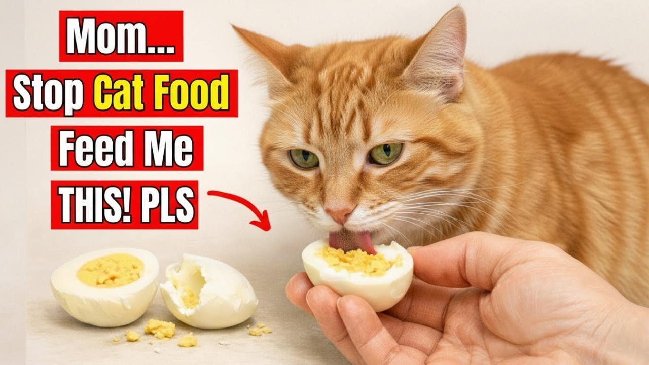 15 Human Foods Cats Actually Need More Than Cat Food ( Less Cost - More Health )