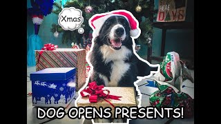 KENAI ABRE SUS REGALOS | DOG OPENS CHRISTMAS PRESETS (ESPECIAL NAVIDAD 2019) by BC Kenai 83 views 4 years ago 9 minutes, 41 seconds