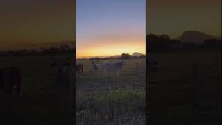 Out in Rural Queensland