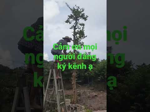 Video nuôi 5 năm cắt 5 phút làm mới lại nhé mọi người .mai... - youtube