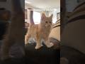 Maine Coon Cat growing up🥺