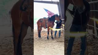 Mrs.Beaver 6 year old works the Flag. only @ ## Busby Ranch Select Horses Terrell Tx. 469-512-9110
