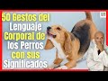 SIGNIFICADO DEL LENGUAJE CORPORAL y 🐶 50 GESTOS DE LOS PERROS