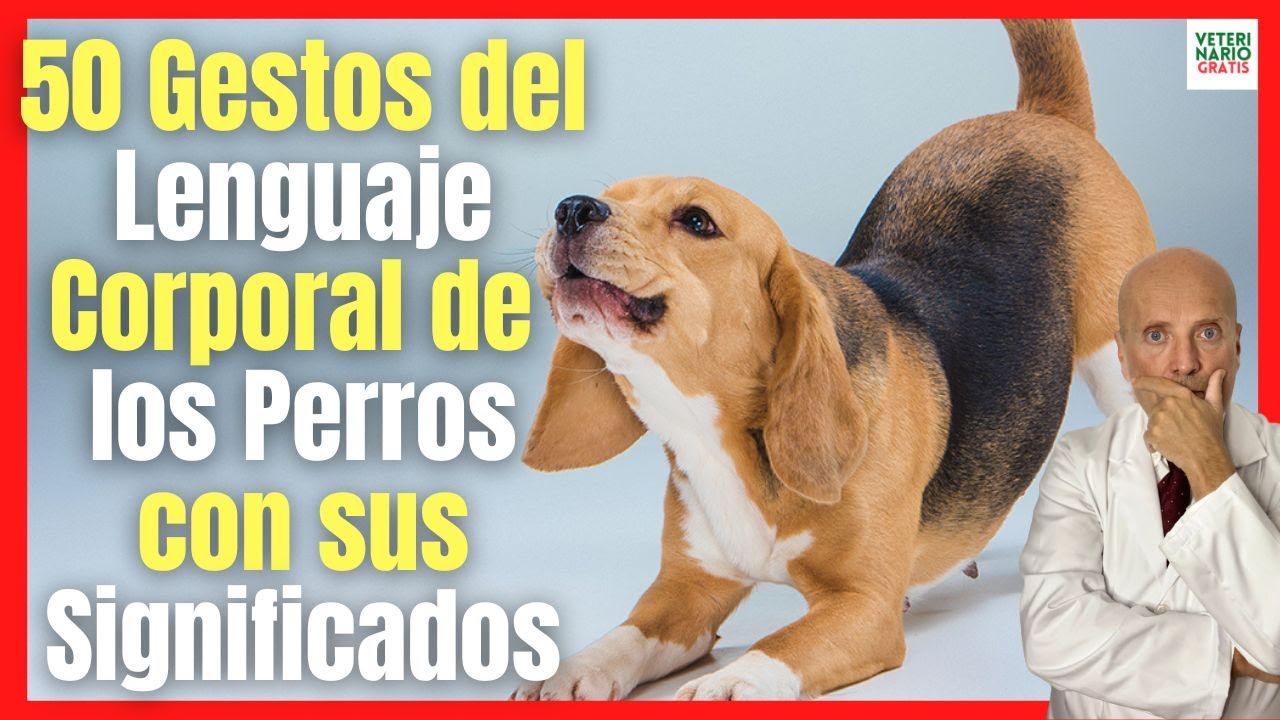 Significado Del Lenguaje Corporal Y Gestos De Los Perros Youtube