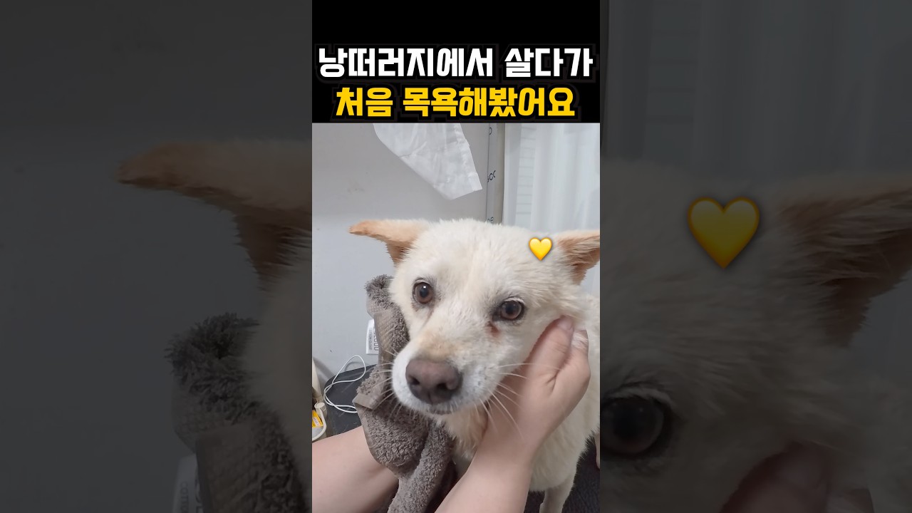 태어나서 처음 깨끗함을 느낀 낭떠러지 위 마당개