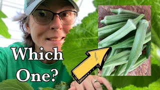 Okra Comparison. Which should you grow? You may be surprised!