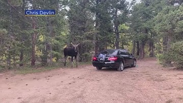 Video: Moose Attacks Mercedes Benz In Boulder County