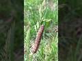 Caterpillar resting on a blade of grass #nature