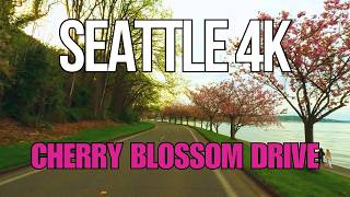 Seattle Cherry Blossom Drive 🌸 Lake Washington Scenic Spring Tour [4K]