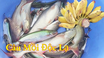 Câu Mồi Độc Lạ Cá Dứa Cá Hú Nó Khoái Lắm Miền Tây Sông Nước / Kiềm Rapper