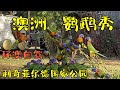 鹦鹉秀  利奇菲尔德公园度假村 - 环澳自驾 澳洲北领地