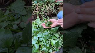 Rubbing the leaves gives off a strange smell 😱 Do you recognize this vine? #StrangePlant