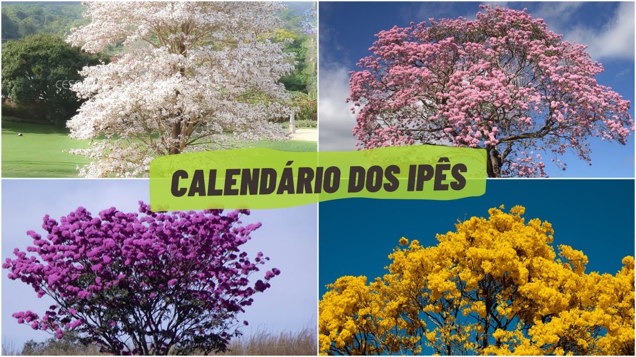 IPÊ - TIPOS E CORES DOS IPÊS [E CALENDÁRIO DE FLORESCIMENTO] - thptnganamst.edu.vn