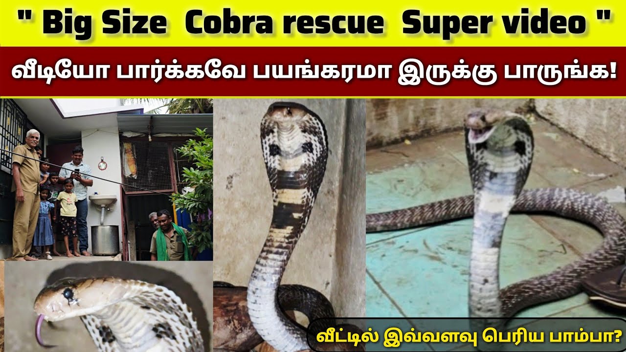 வீட்டில் இவ்வளவு பெரிய பாம்பா? இந்த Cobra rescue பார்க்கவே பிரம்மாண்டமா இருக்கு பாருங்க! Super video