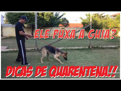 Vídeo: Como parar um cão de puxar a coleira