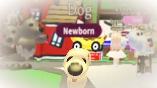 The Life Of A New Player In Roblox: Adopt Me