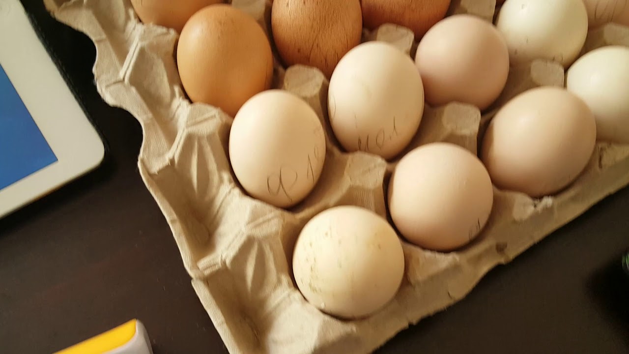 Чем обработать яйца перед закладкой в инкубатор. Подготовка яиц. Обработка инкубационного яйца перед закладкой марганцовкой. Чем обработать яйца перед закладкой в инкубатор в домашних условиях.