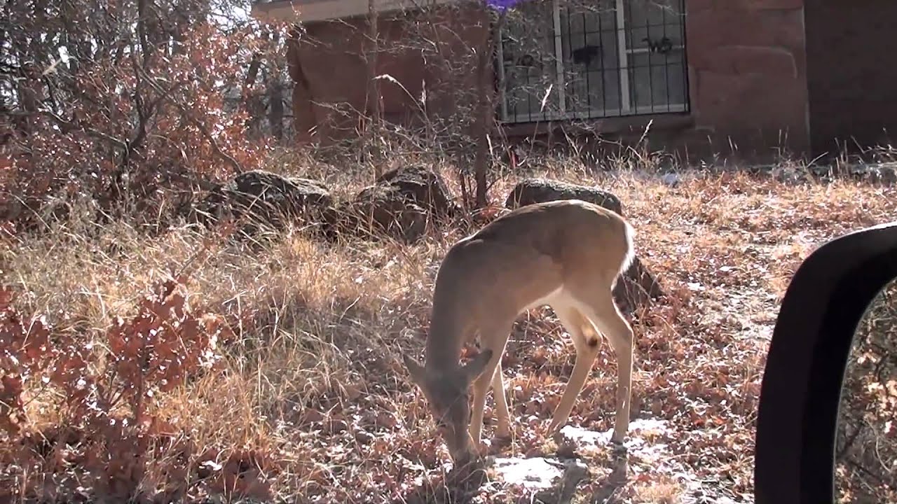 Deer Eating Fruit Snacks YouTube
