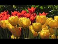 Healing Music For The Heart.#healingmusic